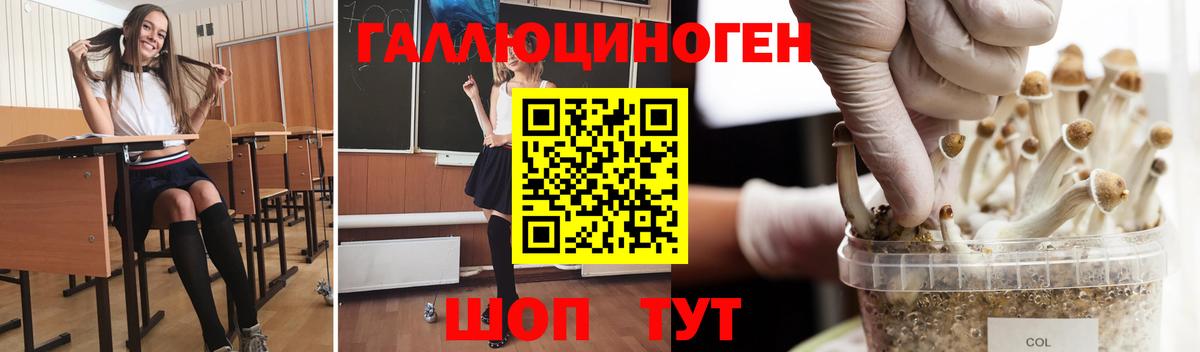 Псилоцибиновые грибы Cubensis Гусиноозёрск